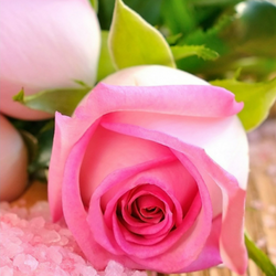 Pink Roses Puzzle