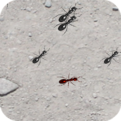Squash These Ants 2